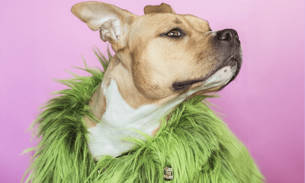 ACC en YoungDogs lanceren nieuwe editie van CDate Night